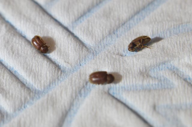 Tiny Bugs in Kitchen