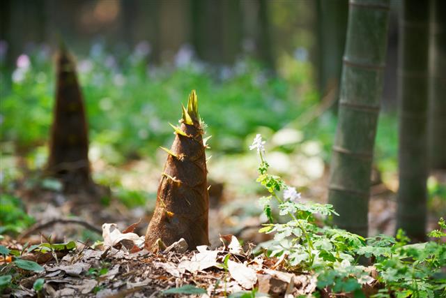 How to Kill Bamboo Naturally