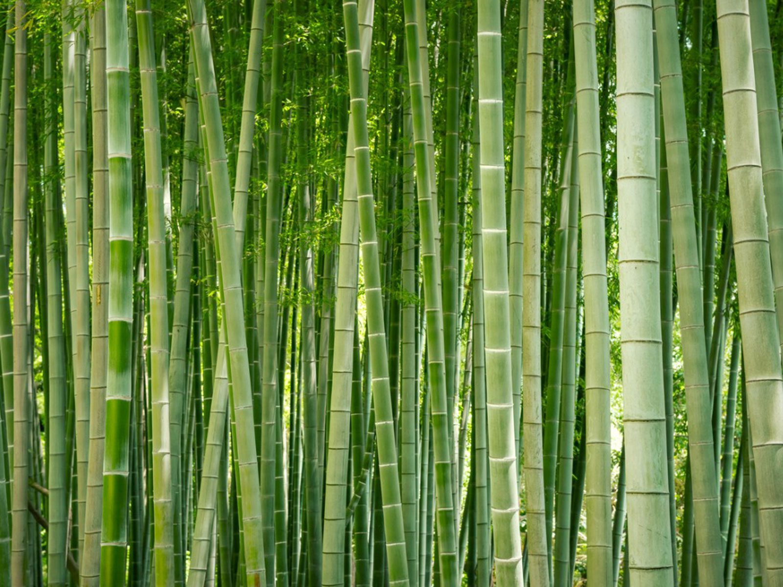 How to Kill Bamboo with Chemicals