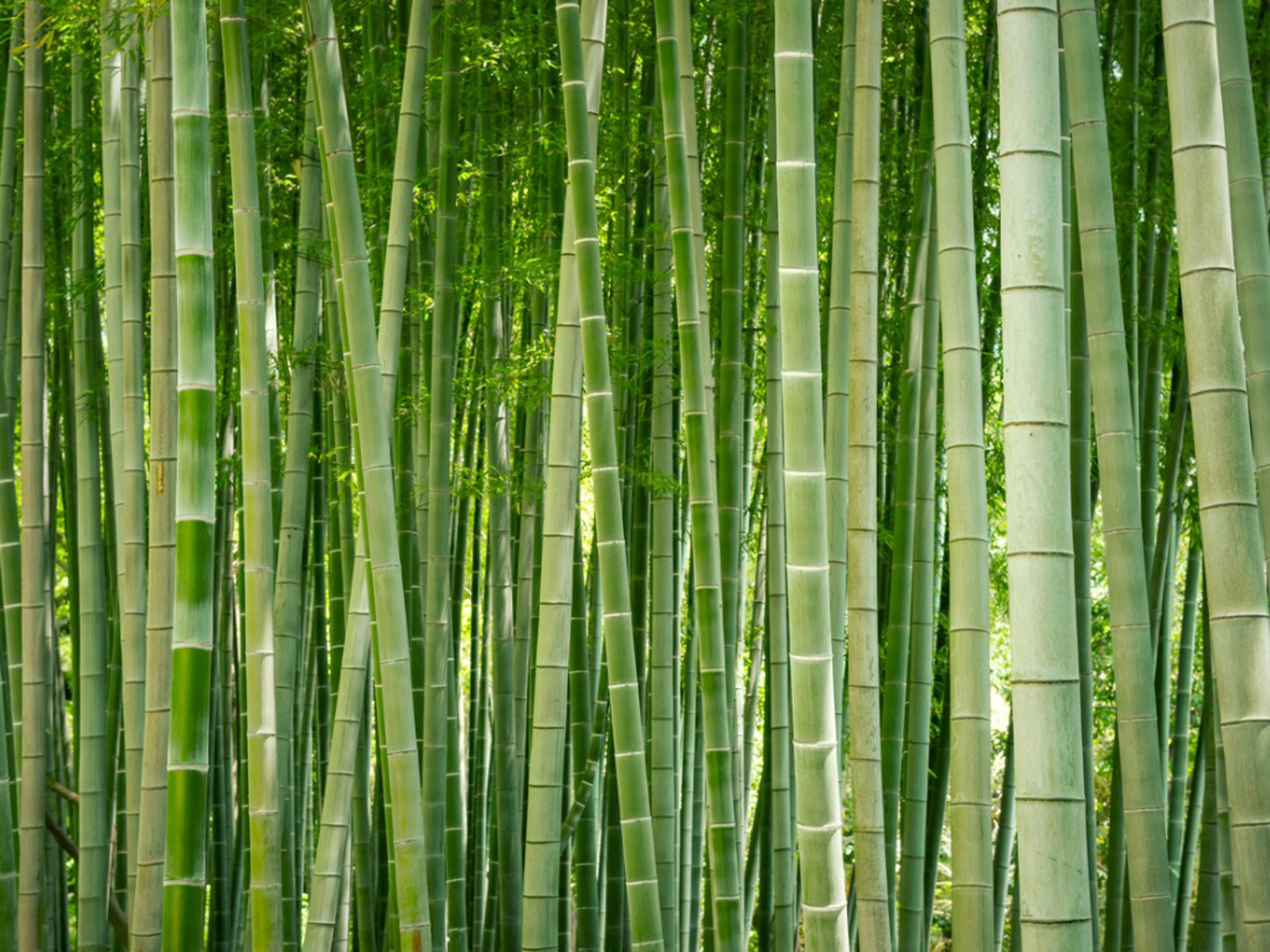 How to Kill Bamboo with Salt [Guide] - EdgeFurnish