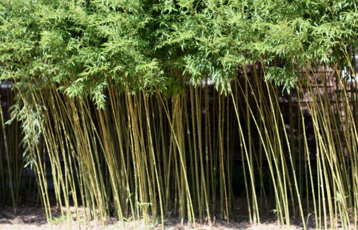 How to Kill Bamboo with Salt [Guide] - EdgeFurnish