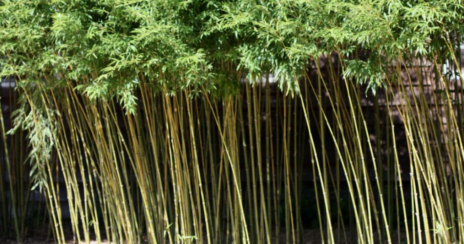 How to Kill Bamboo with Salt [Guide] EdgeFurnish