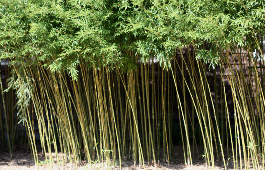 Kill Bamboo