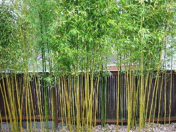Killing Bamboo with Salt