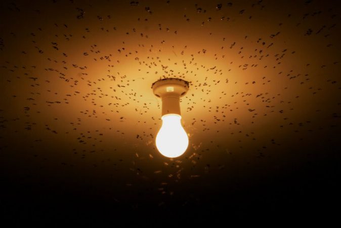 Bug Attracted To Light 674x450 
