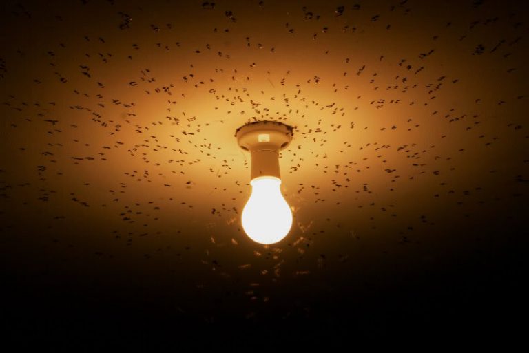 How to Get Rid of Tiny Green Flying Bugs Attracted to Light EdgeFurnish