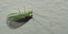 How to Get Rid of Tiny Green Flying Bugs Attracted to Light - EdgeFurnish