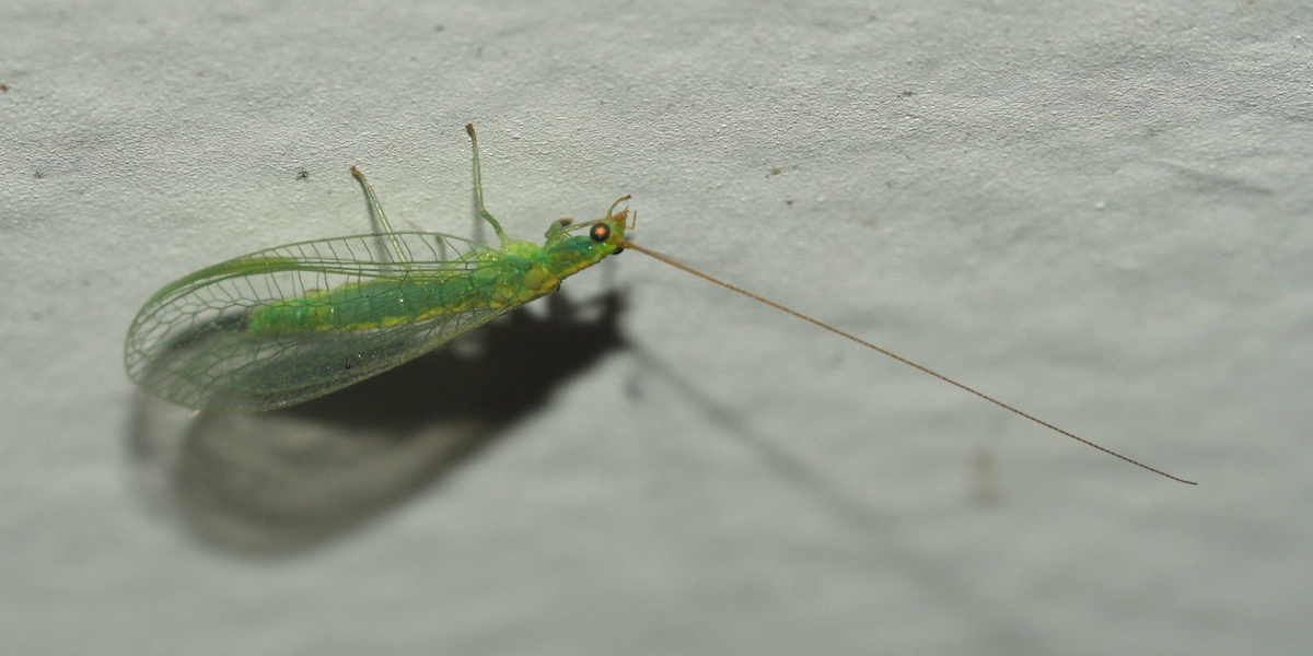 green bug attracted to light