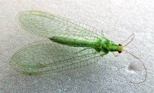 How to Get Rid of Tiny Green Flying Bugs Attracted to Light - EdgeFurnish