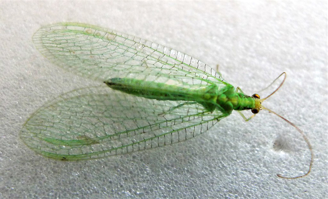 green bug attracted to lights