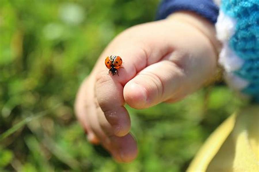 All about Ladybugs