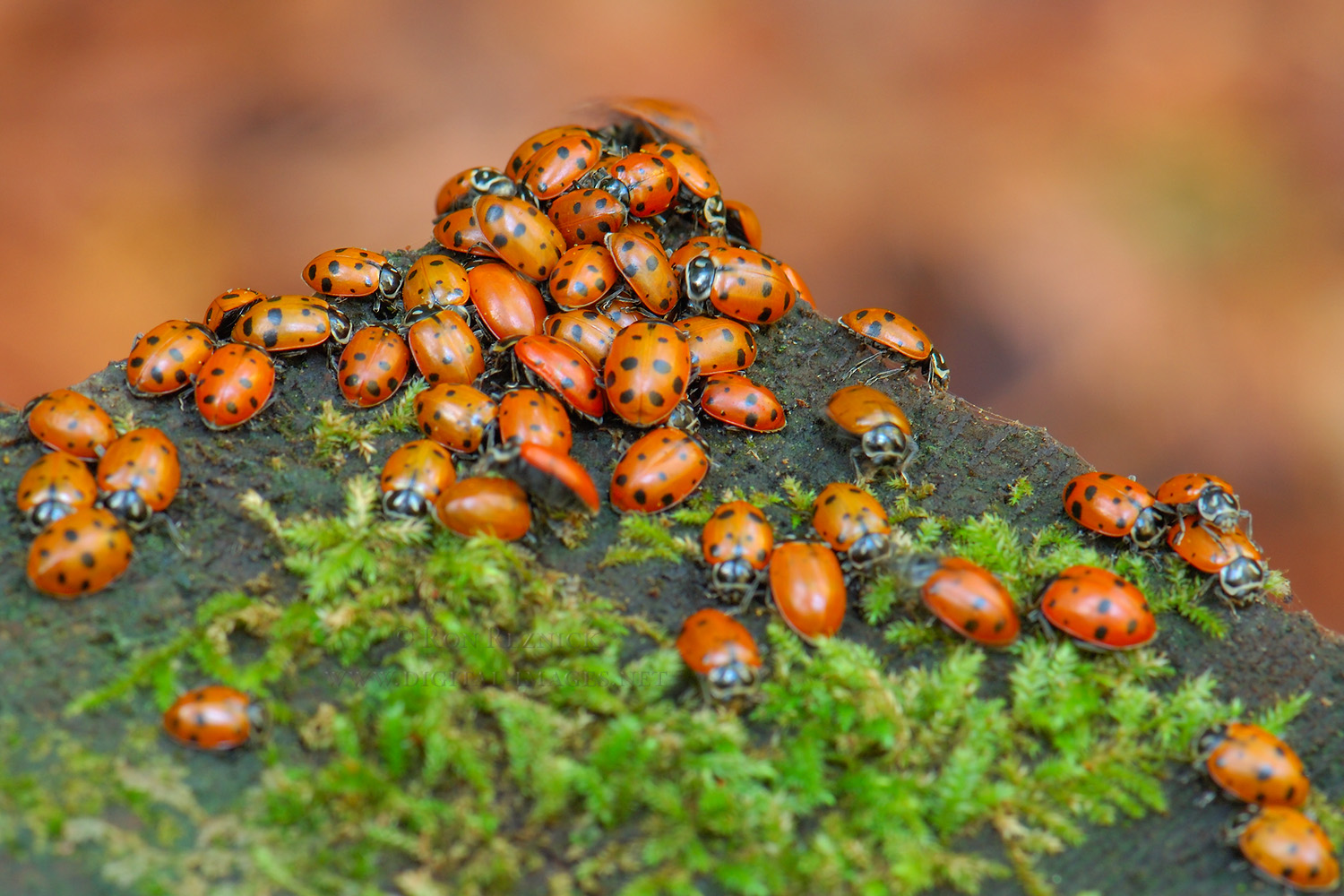 All about Ladybugs