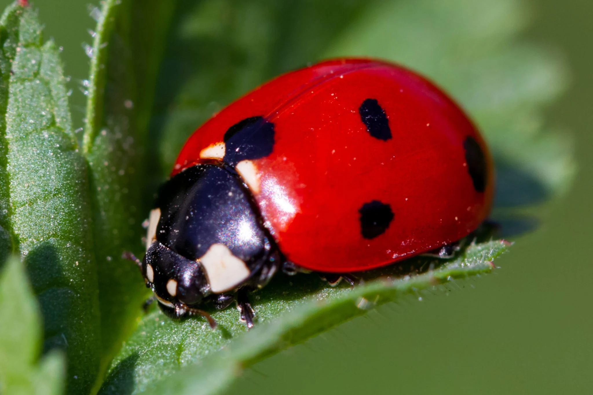 All about Ladybugs