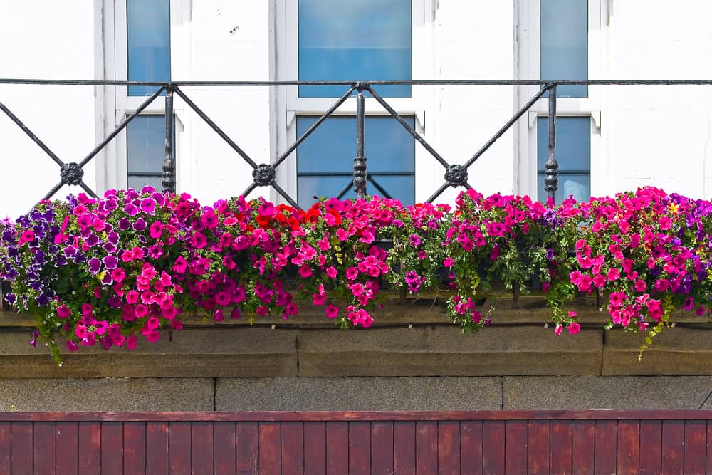 Cascading Flowers