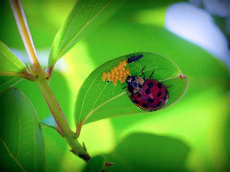 Myths about Ladybugs