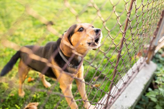 DIY Dog Fence Ideas and Installation Tips: 10 Best Cheap