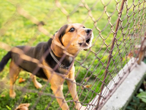 DIY Dog Fence Ideas and Installation Tips: 10 Best Cheap