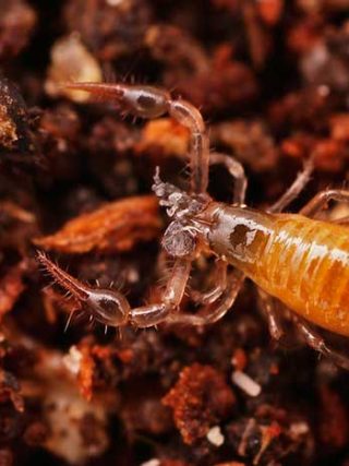 Soil Mites: Identify & Get Rid of Them