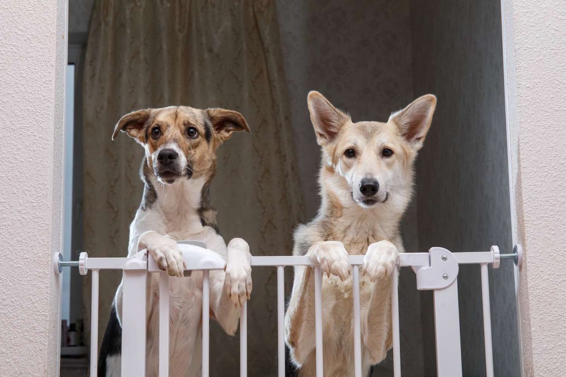 A Pet Gate