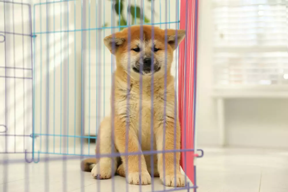 A Playpen for Your Dog.jpg