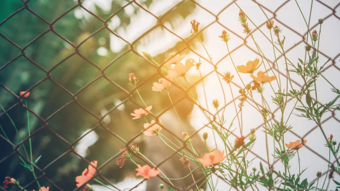 Add Plants to Your Wire Fence.jpg