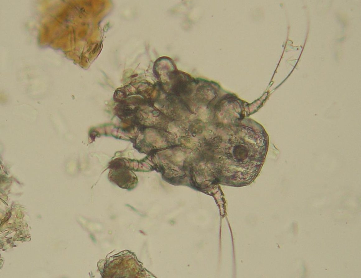 Astigmatas Mites