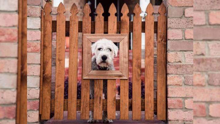 Dog Fence with Window