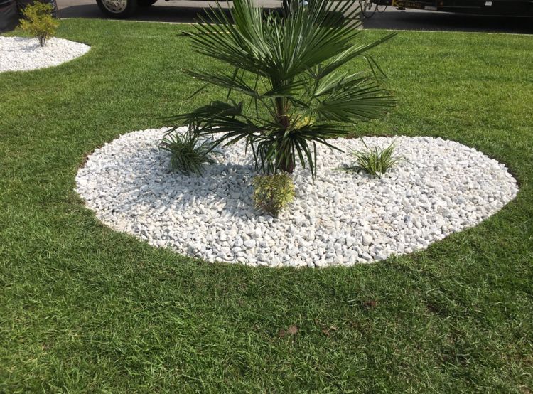 Highlight Your Palm Garden