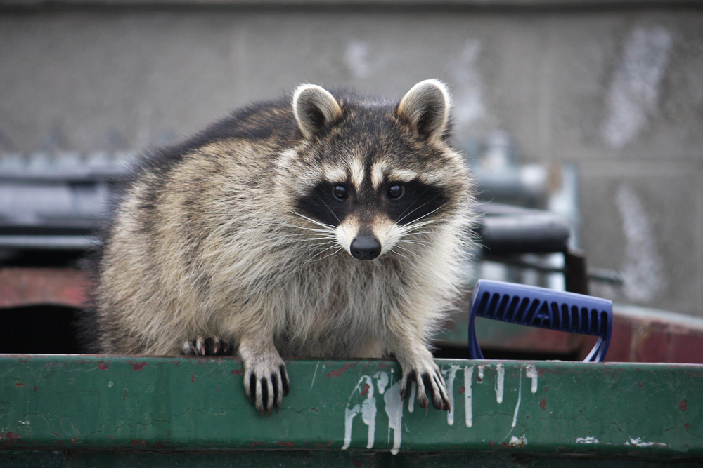 Raccoon