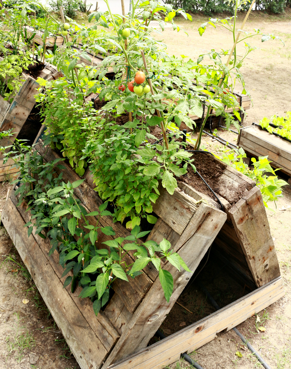 Mini Garden Within Your Garden