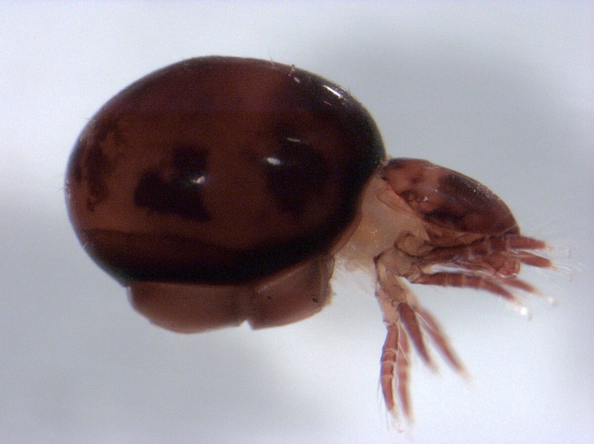 Oribatid Mites