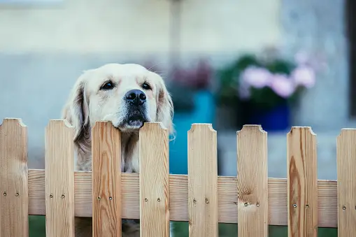 Picket Dog Fence