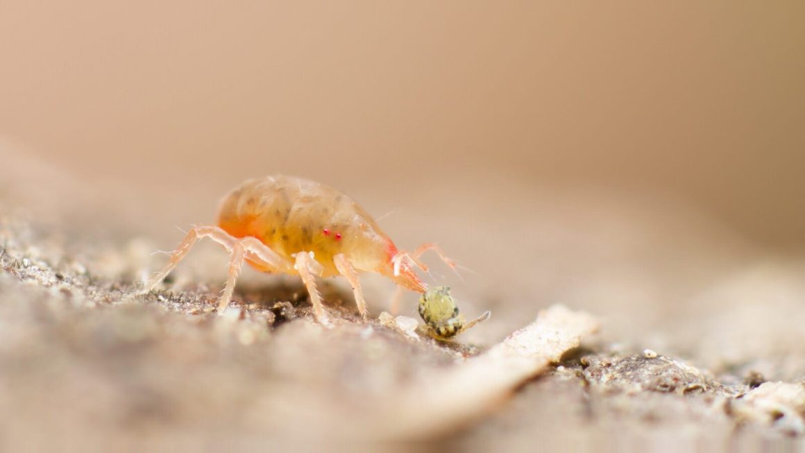 Bdellidae mite eating Sminthurinus elegans