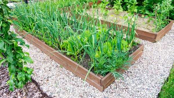 Raised Gardens and White Rocks