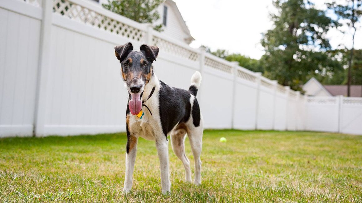 Vinyl Fence