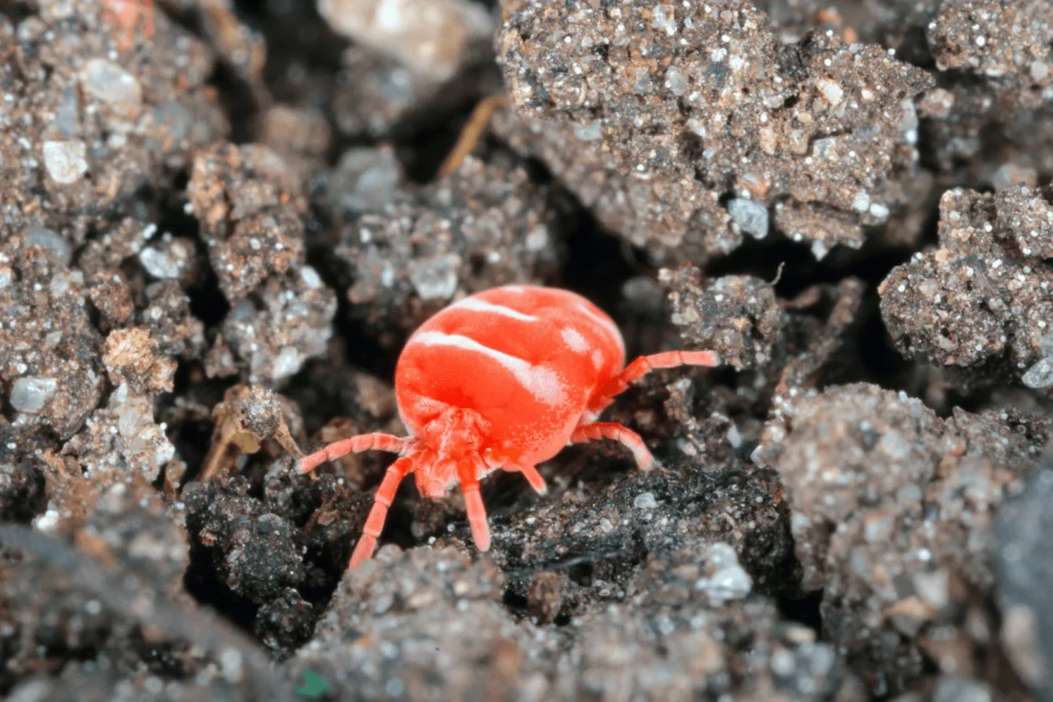 What are Soil Mites? .png